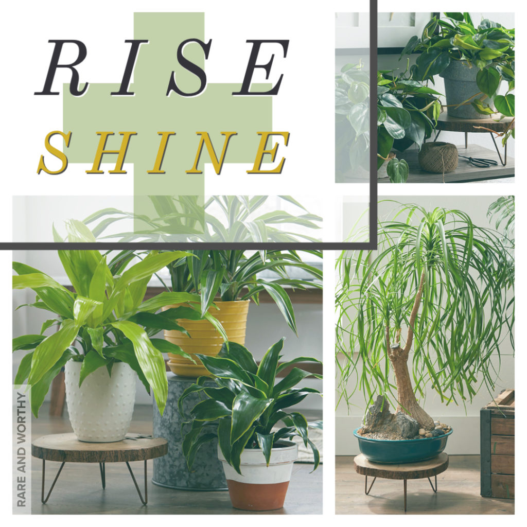 indoor-plants-on-risers
