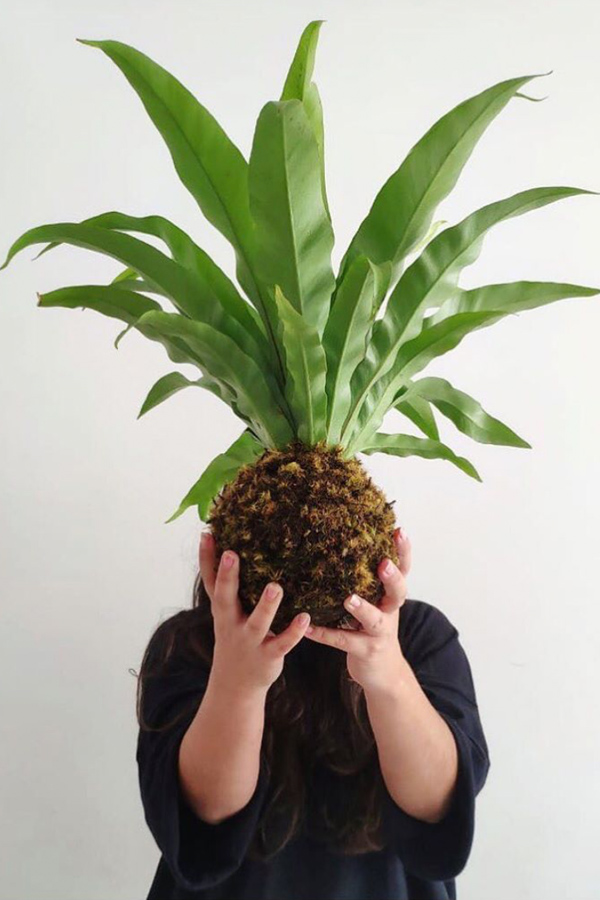 Hands holding extra large tropical kokedama plant